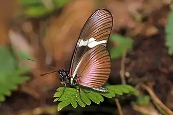 H. c. montanusMount Totumas cloud forest, Panama