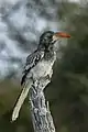 Immature bird in Namibia