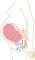 Relative size in 9th month (simplified illustration)