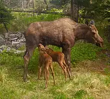 (newborn)Calves nursing in spring.