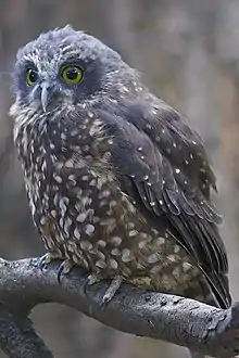 Image of Ninox novaeseelandiae from Kiwi Birdlife Park, Queenstown