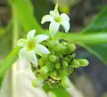 M. citrifolia flower