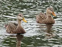 Male and female - Florida