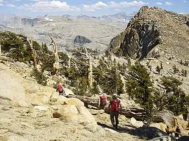 A stand of Foxtail Pines below the summit