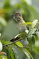 Mountain bulbul in Thailand