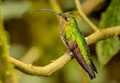 L. l. saul, Ecuador