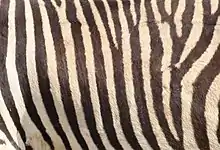 Closeup shot of mountain zebra stripes