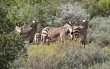 Mountain zebra harem