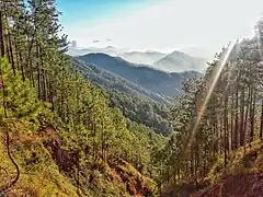 View of the pine-forested mountain landscape from Mount Purgatory/Mangisi