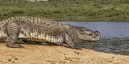 Mugger_crocodile_(Crocodylus_palustris)_walking