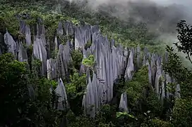 Tall, light grey stone columns protruding above a forest