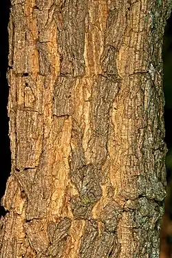 bark