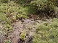 Water oozing from heath at source area of Murrumbidgee