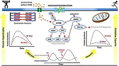 Signaling cascade diagram