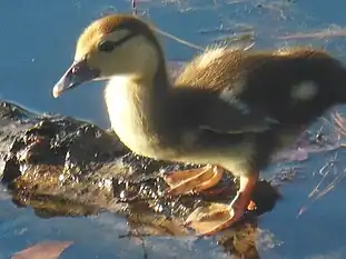 Older duckling