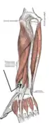 Posterior surface of the forearm. Deep muscles.