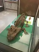 Eryops megacephalus