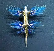 Glaucus atlanticus