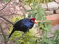 At Atlanta Zoo, Georgia, USA