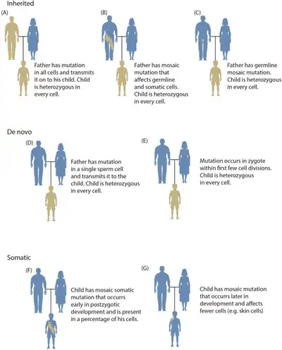 Somatic mutations that occur earlier in embryonic development are generally present in a larger fraction of body cells. In F), the mutation happened earlier in development than in G), and therefore is present in more of the child's cells.