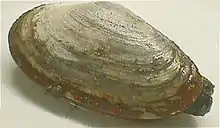 Mya arenaria, known locally as 'steamer clam'