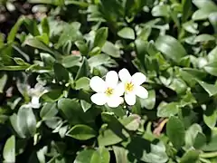 Myosotis eximia