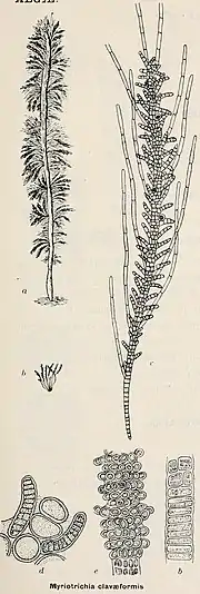 Illustration of "Myriotrichia clavaeformis"