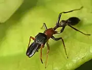 male from India