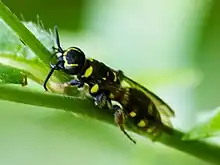 Female M. maculatum