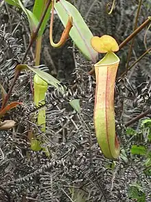 N. albomarginata × N. gracilis