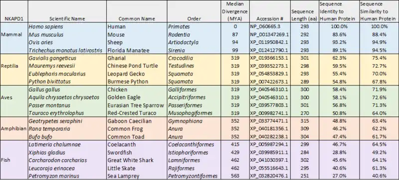 Table of strict and distant orthologs to the human NKAPD1 protein. Organized by median date of divergence and percent sequence identity to the human protein.