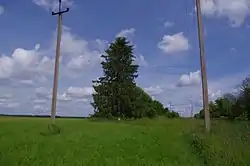 Trees and powerlines in the meadows