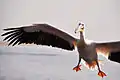 Great white pelican