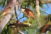 Nankeen night heron (Nycticorax caledonicus)