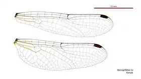 Photo of female wings