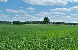 A view from the fields to the south-west hamlet on the border with Miłkowice-Maćki