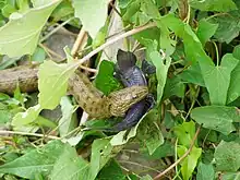 A snake, Natrix tessellata