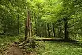 Deciduous woods (Žižkův vrch nature reserve)