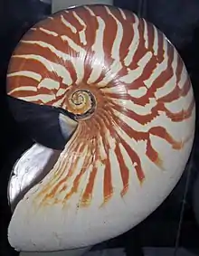 Nautilus stenomphalus