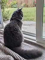 Female Nebelung looking out a door.