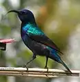 Palestine sunbird Cinnyris osea showing beak specially adapted for feeding on nectar