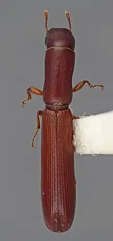 Colour image of a redish-brown Nematidium filiforme beetle