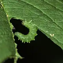 Nematus spiraeae