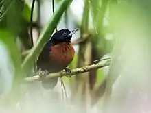 Black bushbird