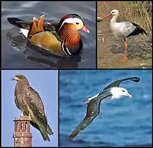 montage of four birds