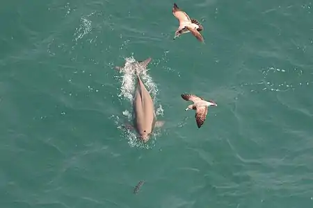 Finless porpoise in Namhae