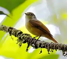 Cinnamon manakin-tyrant