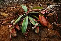 A young plant with lower pitchers growing in an exposed site