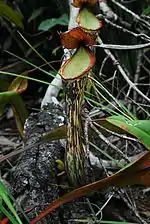 An upper pitcher with darker pigmentation from Dinagat