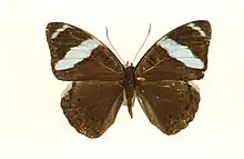 Nessaea aglaura